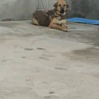 ماده پژدربرای توله نگهداشتن وپیش گوسفندحرف نداره