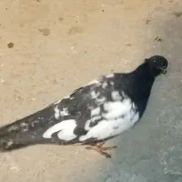 جوجه|پرنده|نیشابور, مازول|دیوار