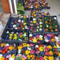 باغبانی و سم پاشی و حرس کردن|خدمات باغبانی و درختکاری|مشهد, وکیل‌آباد|دیوار