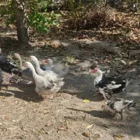 غاز و اردک اسراعیلی