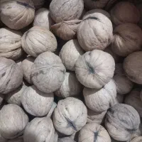 انواع مدل گردو