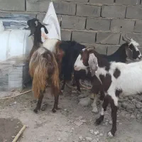 5 بز آبستن دونه6/500قیمت بره شیری