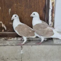 دوکت پلاکی گراف کاکلی/سارسرور/نواری کت سفید/چپ|پرنده|مشهد, نیروی هوایی|دیوار