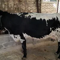 گاو و گوساله