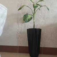 گل دیفن باخیا و گلدان نو ۱تومن