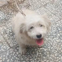 سگ پا کوتاه