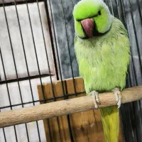 طوطی|پرنده|علیآباد کتول, |دیوار