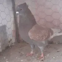 کبوتر|پرنده|تهران, نازی‌آباد|دیوار