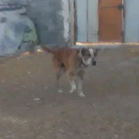 سگ گله افغان|سگ|فشاپویه, |دیوار