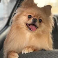 پرستار حیوانات