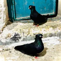 کبوتر زاغ ابدانی صبر|پرنده|سورک, |دیوار