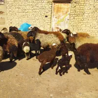 20راس میش جوان