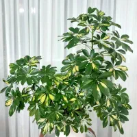 گل شفلرا زیبا و سرحال