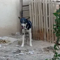 سگ ژرمن هاسکی نر و ماده