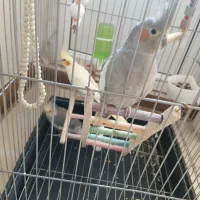 عروس هلندی|پرنده|گرمدره, |دیوار