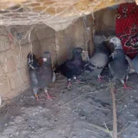 مجسمه کبوتر 5تا مهاوضه هم دارم
