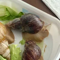 حلزون طبی بزرگ|خزنده|اصفهان, بهارستان|دیوار