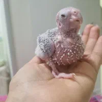 گرینچیک آناناسی سرلاکی|پرنده|گرمدره, |دیوار