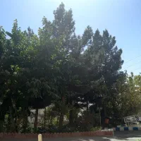 120-متر-3-خواب-سند-تک-برگ