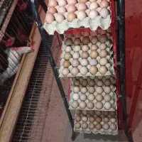 تخم مرغ رسمی محلی|خوردنی و آشامیدنی|تهران, جردن|دیوار