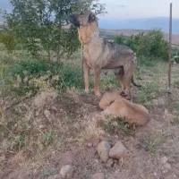 ماده سرابی|سگ|سراجو, |دیوار