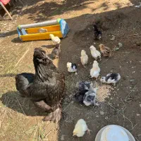 تخم مرغ گوشین تخم اردک مولد زینتی|حیوانات مزرعه|صومعهسرا, |دیوار