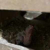 جفت عروس هلندی با جوجه|پرنده|شاهینشهر, حافظ شمالی|دیوار