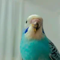 فروش‌‌جوجه مرغ‌عشق