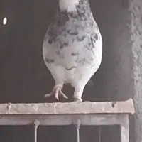 طوقی هفت رنگ ) تماس توضیحات|پرنده|قزوین, |دیوار