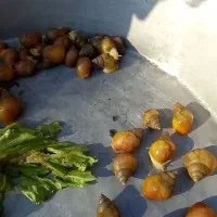 حلزون|خزنده|کرمان, |دیوار