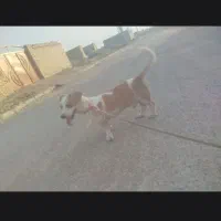 سگ معاوضه با هرچیزی وسیله یا پرنده