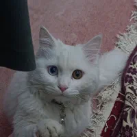 گربه