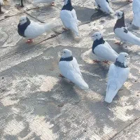 کبوتر|پرنده|درودزن, |دیوار