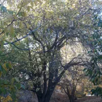 چوب گردو فروشی|گل و گیاه طبیعی|سنقر, |دیوار