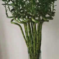 بامبو تایلندی جوانه اصل ریشه دار 115 سانتی|گل و گیاه طبیعی|تهران, مسعودیه|دیوار