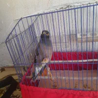 مرغ مینا..دستی..