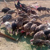 فروش 50 عدد جوجه بوقلمون