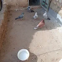 کبوتر|پرنده|خرمدره, |دیوار