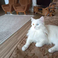 گربه چشم دو رنگ نژاد میکس وان و پرشین دم روباهی