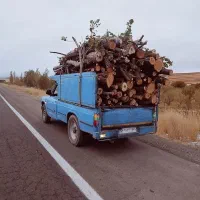 خرید درخت خرید چوب قطع برش تر وخشک