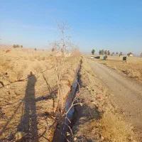 فروش درخت عناب|گل و گیاه طبیعی|قائن, |دیوار