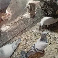 کبوتر|پرنده|راین, |دیوار