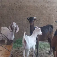 کره نر وماده