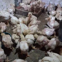 فروش نیمچه جوجه گوشتی ۱۵  و ۲۰ روزه