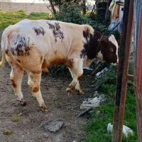 گوساله بلژیکی