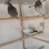 ۴تا کفتر گرفتنی روبلندی دونه ۱۵۰ یکجا