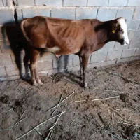 گوساله
