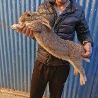 خرگوش المانی