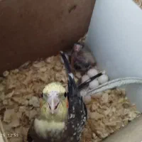 جفت عروس هلندی|پرنده|مشهد, شهید قربانی|دیوار