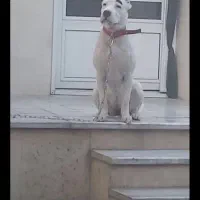 سگ دوگو آرژانتین